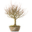 Acer buergerianum, 28 cm, ± 20 jaar oud