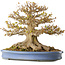 Acer buergerianum, 41,5 cm, ± 30 years old