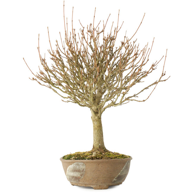 Acer buergerianum, 28 cm, ± 20 anni