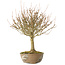 Acer buergerianum, 28 cm, ± 20 jaar oud
