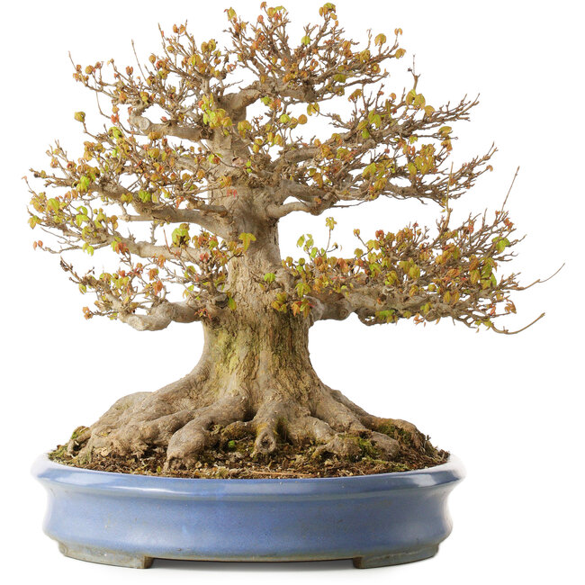 Acer buergerianum, 41,5 cm, ± 30 Jahre alt