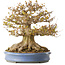 Acer buergerianum, 41,5 cm, ± 30 anni