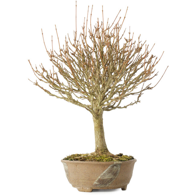 Acer buergerianum, 28 cm, ± 20 anni