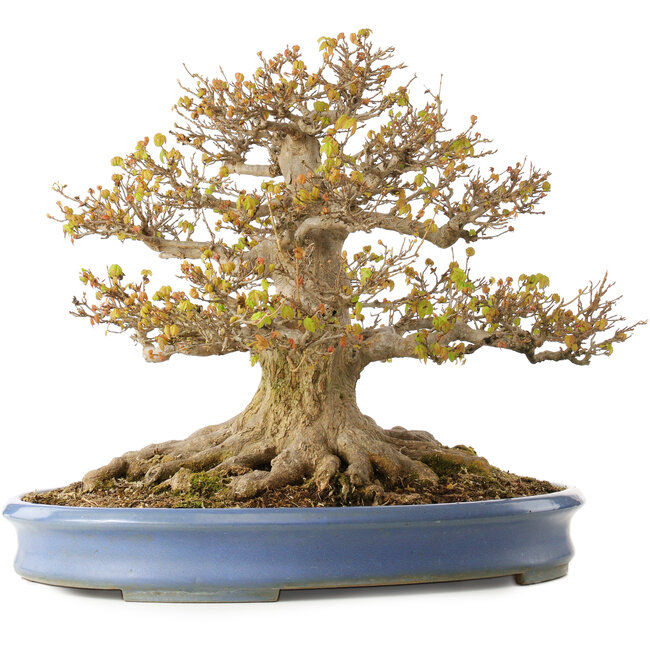 Acer buergerianum, 41,5 cm, ± 30 anni