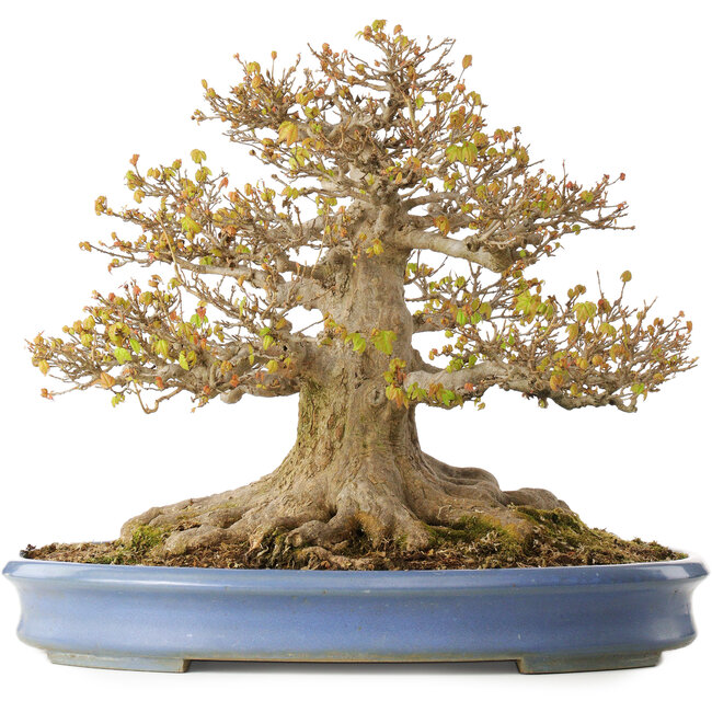 Acer buergerianum, 41,5 cm, ± 30 jaar oud