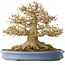 Acer buergerianum, 41,5 cm, ± 30 anni