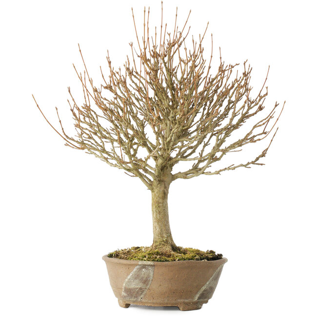 Acer buergerianum, 28 cm, ± 20 years old