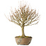 Acer buergerianum, 28 cm, ± 20 jaar oud
