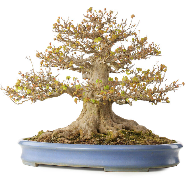 Acer buergerianum, 41,5 cm, ± 30 anni