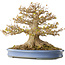 Acer buergerianum, 41,5 cm, ± 30 anni