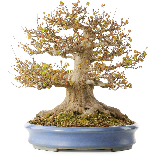 Acer buergerianum, 41,5 cm, ± 30 años