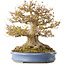 Acer buergerianum, 41,5 cm, ± 30 anni