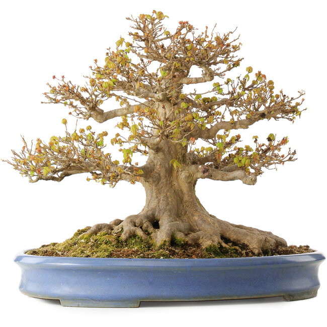 Acer buergerianum, 41,5 cm, ± 30 years old