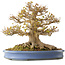 Acer buergerianum, 41,5 cm, ± 30 anni