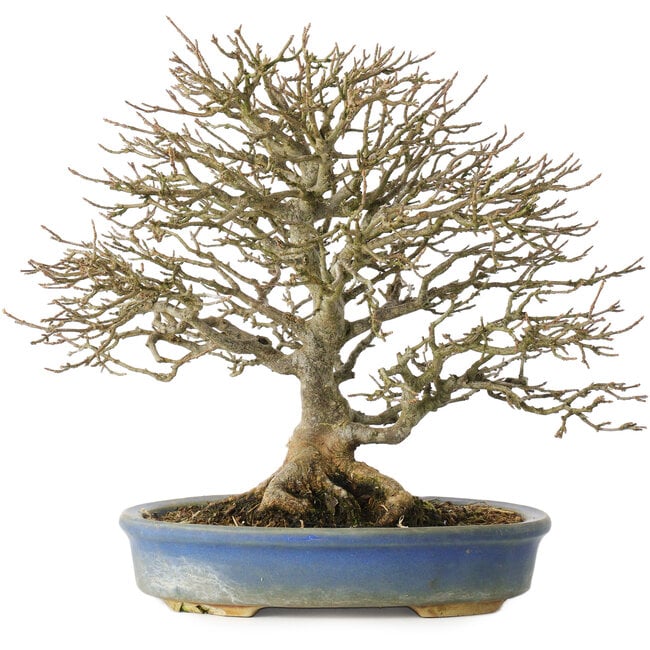 Acer buergerianum, 26 cm, ± 25 Jahre alt, im Topf mit abgebrochenem Fuß