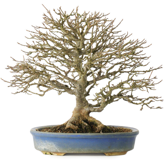 Acer buergerianum, 26 cm, ± 25 years old, in a pot with a broken foot