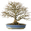 Acer buergerianum, 26 cm, ± 25 ans, en pot avec un pied cassé