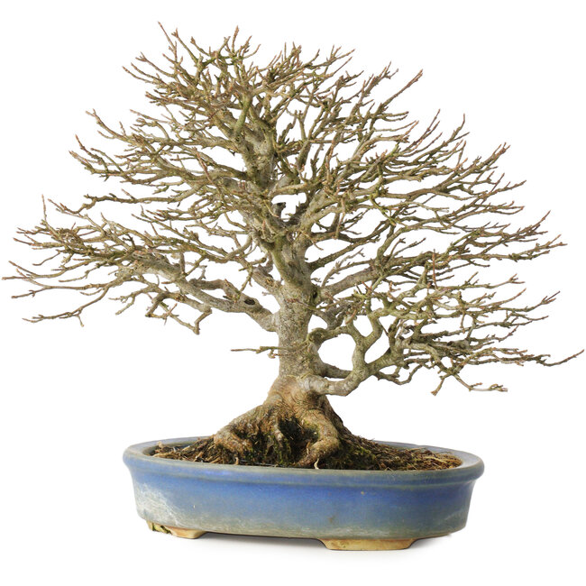 Acer buergerianum, 26 cm, ± 25 anni, in un vaso con un piede rotto