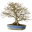 Acer buergerianum, 26 cm, ± 25 ans, en pot avec un pied cassé
