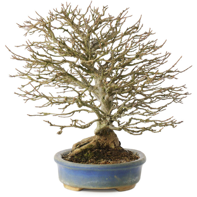 Acer buergerianum, 26 cm, ± 25 ans, en pot avec un pied cassé