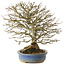 Acer buergerianum, 26 cm, ± 25 ans, en pot avec un pied cassé