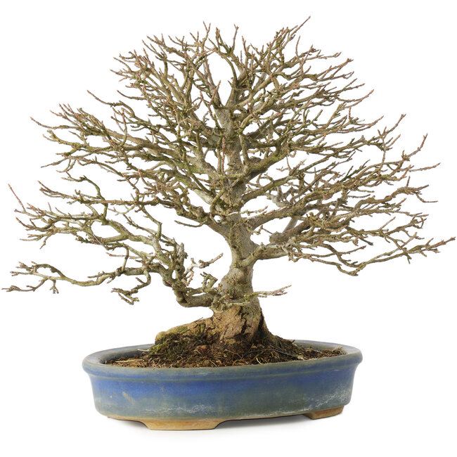 Acer buergerianum, 26 cm, ± 25 años, en maceta con pie roto