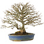 Acer buergerianum, 26 cm, ± 25 ans, en pot avec un pied cassé