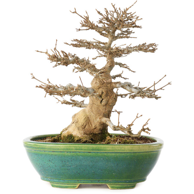 Acer buergerianum, 23,5 cm, ± 30 ans, dans un pot japonais fait main par Koyou