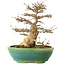 Acer buergerianum, 23,5 cm, ± 30 ans, dans un pot japonais fait main par Koyou