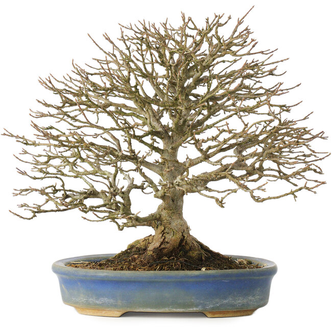 Acer buergerianum, 26 cm, ± 25 jaar oud, in een pot met een kapotte voet