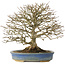 Acer buergerianum, 26 cm, ± 25 ans, en pot avec un pied cassé