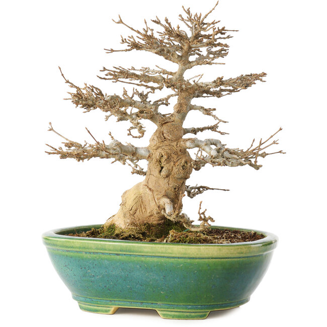 Acer buergerianum, 23,5 cm, ± 30 ans, dans un pot japonais fait main par Koyou