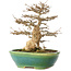 Acer buergerianum, 23,5 cm, ± 30 ans, dans un pot japonais fait main par Koyou