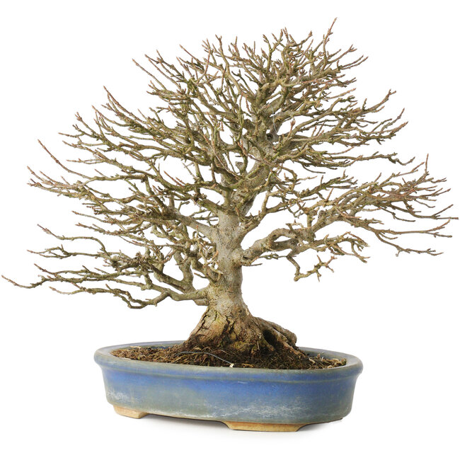 Acer buergerianum, 26 cm, ± 25 años, en maceta con pie roto