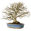 Acer buergerianum, 26 cm, ± 25 ans, en pot avec un pied cassé