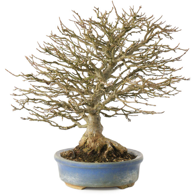 Acer buergerianum, 26 cm, ± 25 anni, in un vaso con un piede rotto