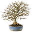 Acer buergerianum, 26 cm, ± 25 ans, en pot avec un pied cassé