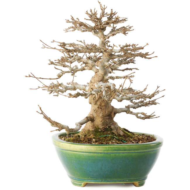 Acer buergerianum, 23,5 cm, ± 30 Jahre alt, in einem handgefertigten japanischen Topf von Koyou