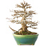Acer buergerianum, 23,5 cm, ± 30 ans, dans un pot japonais fait main par Koyou