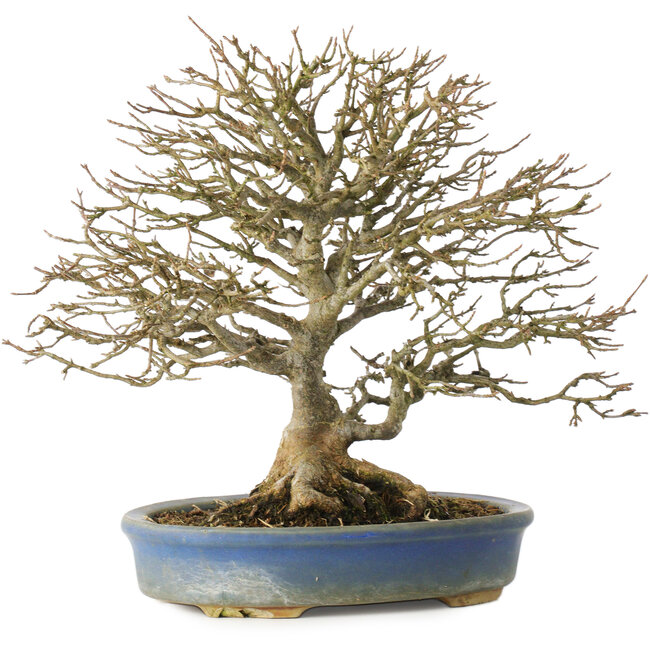 Acer buergerianum, 26 cm, ± 25 años, en maceta con pie roto