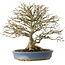 Acer buergerianum, 26 cm, ± 25 ans, en pot avec un pied cassé