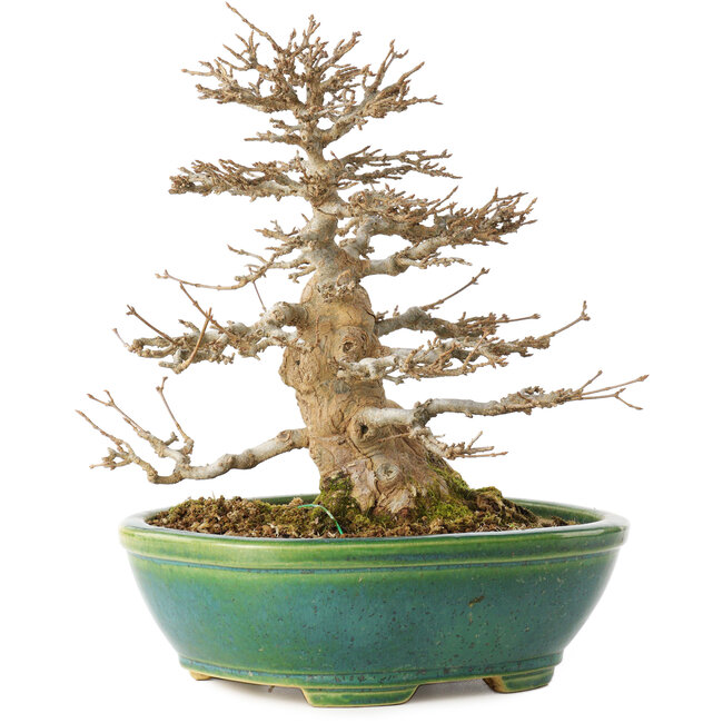 Acer buergerianum, 23,5 cm, ± 30 ans, dans un pot japonais fait main par Koyou