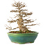 Acer buergerianum, 23,5 cm, ± 30 ans, dans un pot japonais fait main par Koyou