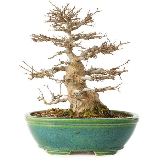 Acer buergerianum, 23,5 cm, ± 30 years old, in a handmade Japanese pot by Koyou