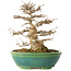 Acer buergerianum, 23,5 cm, ± 30 ans, dans un pot japonais fait main par Koyou