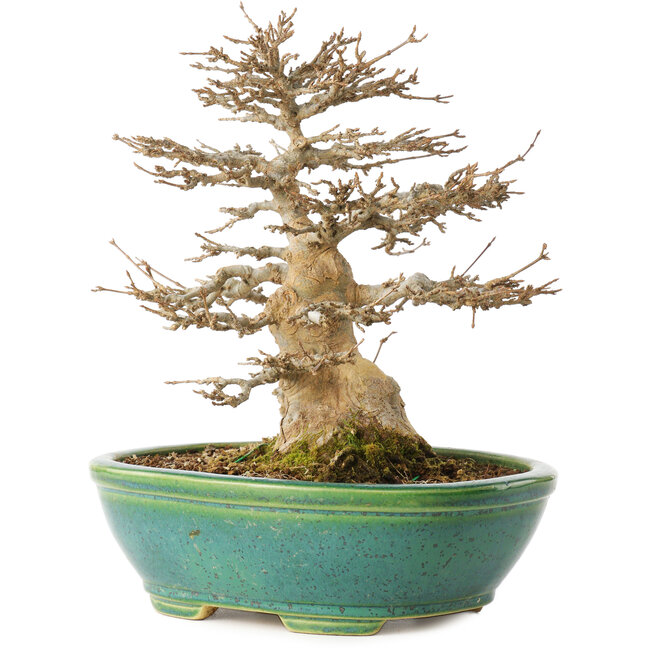 Acer buergerianum, 23,5 cm, ± 30 jaar oud, in een handgemaakte Japanse pot van Koyou