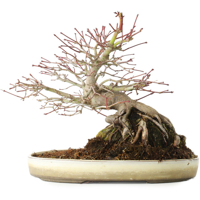Acer palmatum, 23,5 cm, ± 20 años