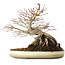 Acer palmatum, 23,5 cm, ± 20 years old