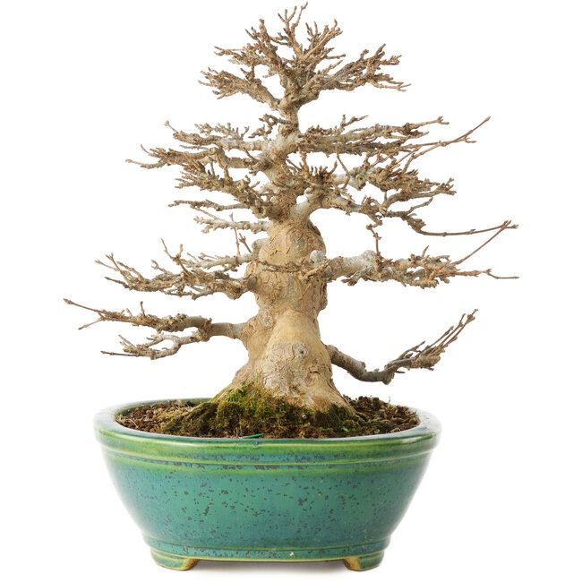 Acer buergerianum, 23,5 cm, ± 30 anni, in un vaso giapponese fatto a mano da Koyou