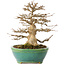 Acer buergerianum, 23,5 cm, ± 30 ans, dans un pot japonais fait main par Koyou